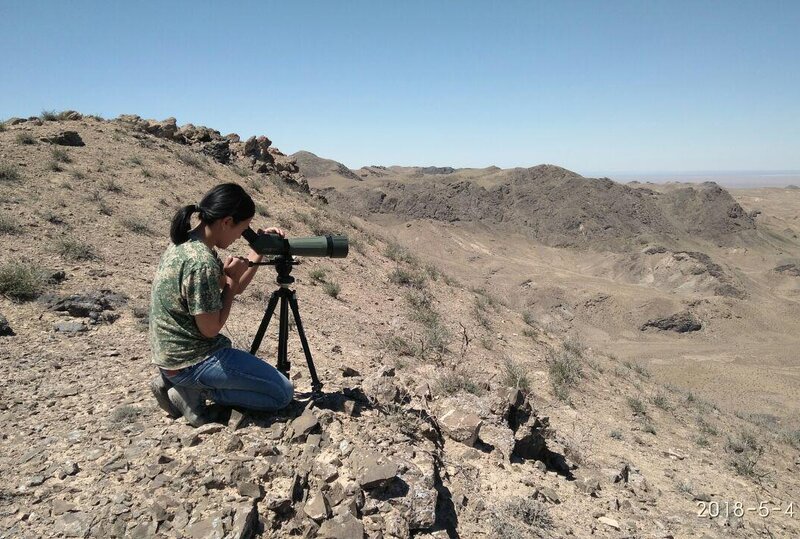 Stipendiatin beim Monitoring von nistenden Raubvögeln in der Kysylkum-Wüste. Foto: V. Soldatov