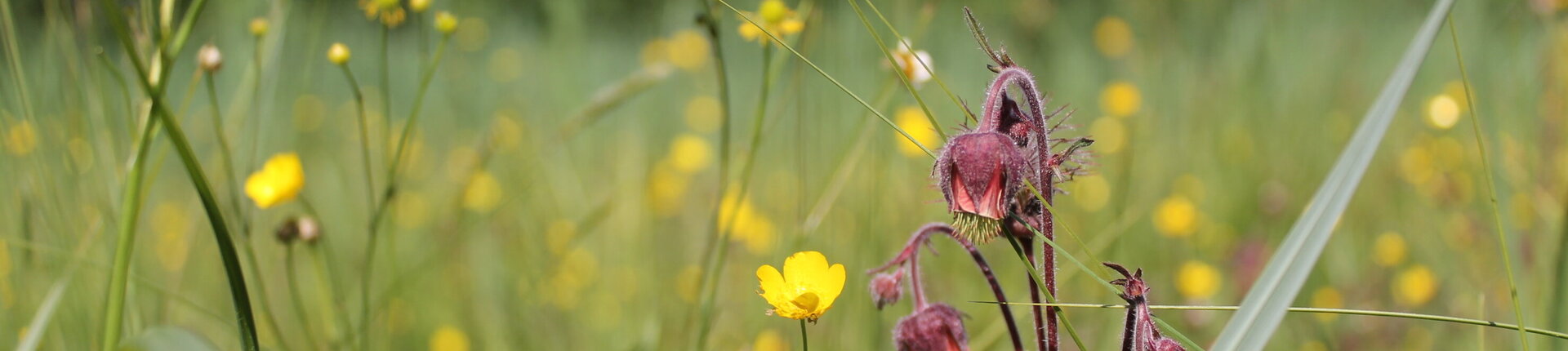 Blütenpracht im Bollwinfließ, Naturschutzgebiet Schorfheide-Chorin