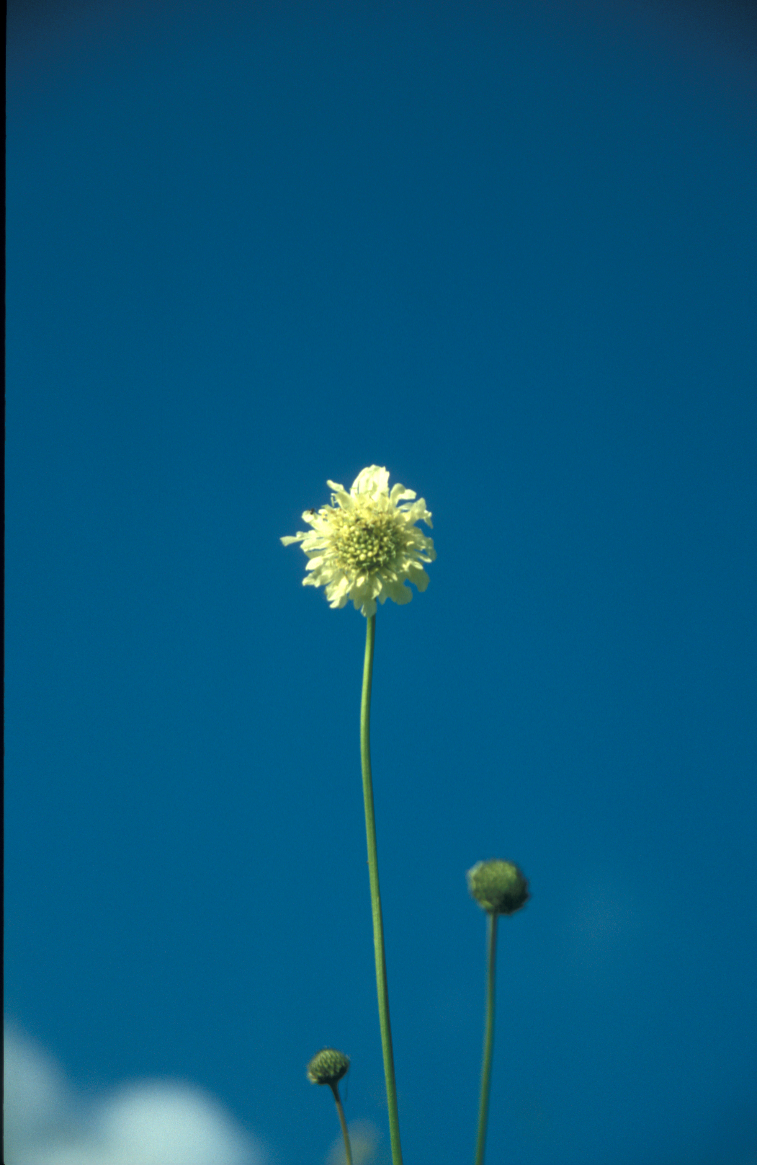 Weißes Waldvöglein (Cephalant) vor blauem Himmel