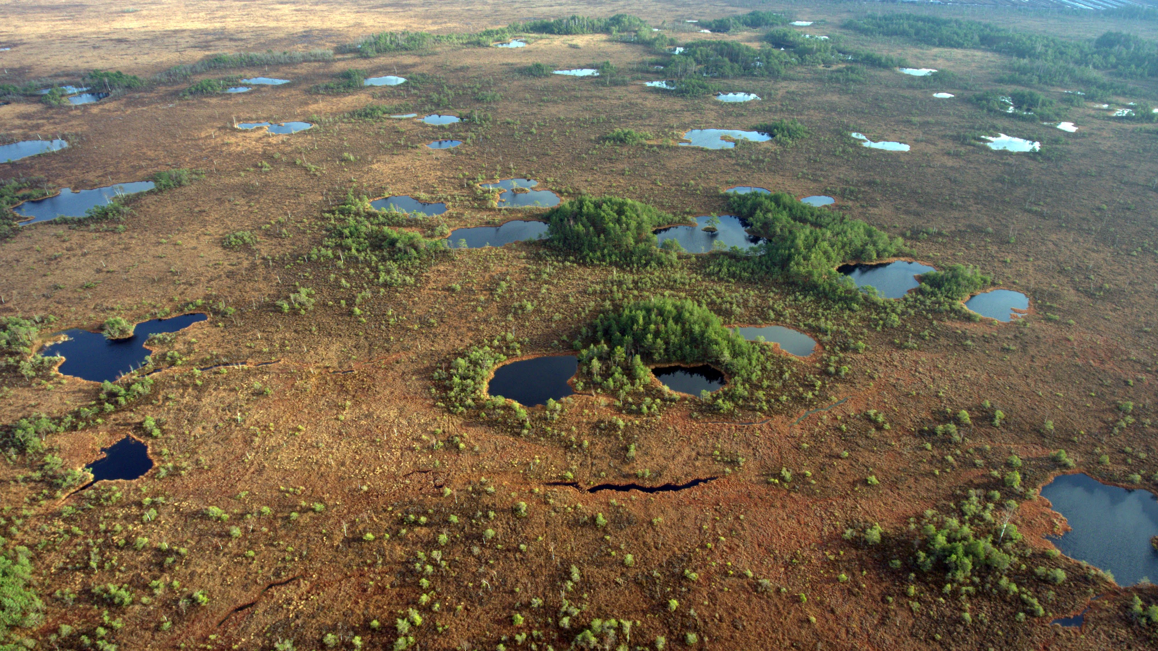 Aukstumala-Moor (Foto: M. Sandaras)