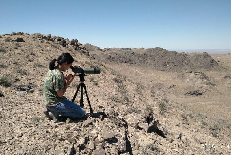 Fellow at monitoring of nesting birds of prey in Kyzylkum desert. Photo: V. Soldatov Fellow at monitoring of nesting birds of prey in Kyzylkum desert. Photo: V. Soldatov