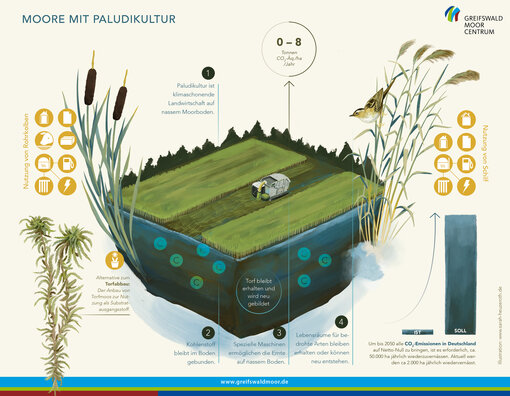 Peatland illustration by Sarah Heuzeroth