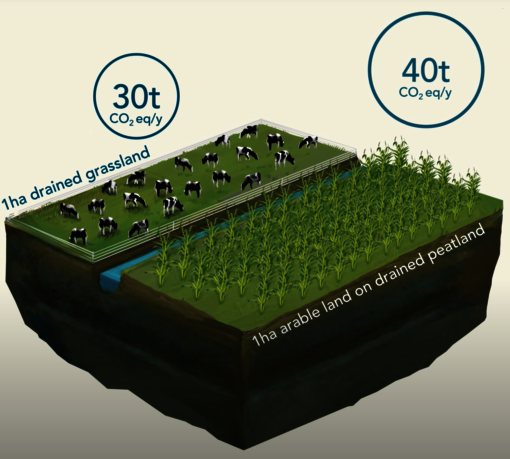 1ha drained peatland an CO2 equivalents per year (Illustration/animation: S. Heuzeroth, L. Treise)