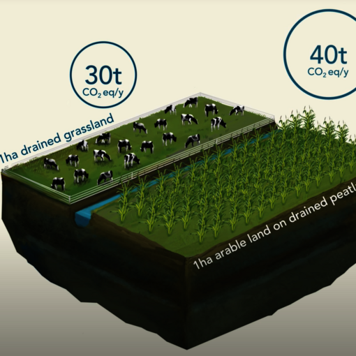 1ha drained peatland an CO2 equivalents per year (Illustration/animation: S. Heuzeroth, L. Treise)