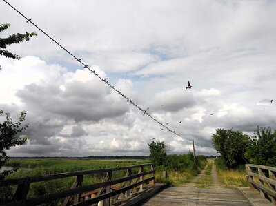 Rauchschwalben auf den Karrendorfer Wiesen. Rauchschwalben auf den Karrendorfer Wiesen.