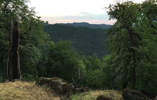 Hyrcanian Forests cover the mountain ridges, slopes and valleys of the Talish Mountains in the southern part of Hirkan National Park, Republic of Azerbaijan (Photo by H. D. Knapp, July 9, 2019)