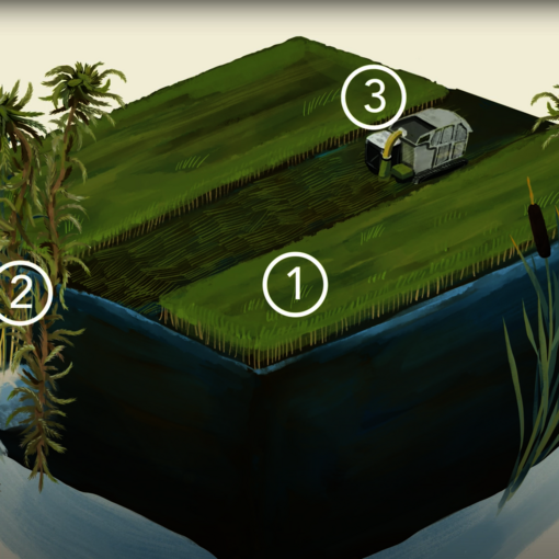 1ha drained peatland an CO2 equivalents per yeaPaludiculture (Illustration/animation: S. Heuzeroth, L. Treise)