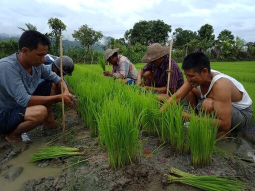 Bioreisanbau in Myanmar (c) Zaw Min Oo