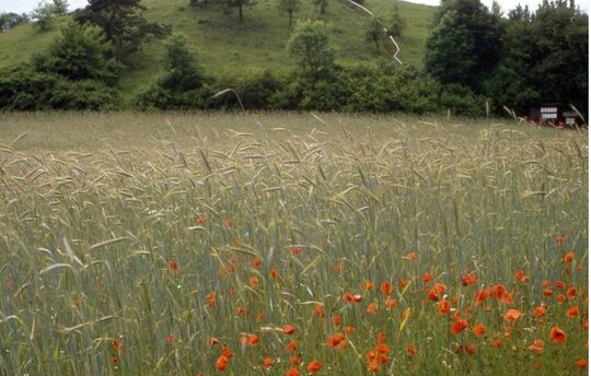 Feld mit Mohnblumen beim Ökodorf Brodowin im Biosphärenreservat Schorfheide-Chorin, Foto: M. Succow