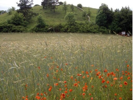 Feld mit Mohnblumen beim Ökodorf Brodowin im Biosphärenreservat Schorfheide-Chorin, Foto: M. Succow