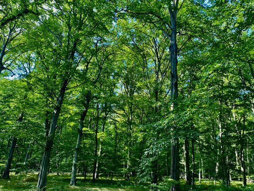 Naturschutzgebiet Goor - ein alter wilder Buchenwald auf der Insel Rügen. Foto: S. Kagemann / Michael Succow Stiftung