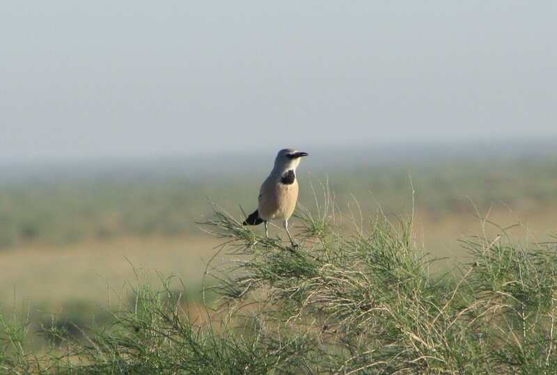 Central Asian endemic Turkestan ground-jay Photo: C. Welscher