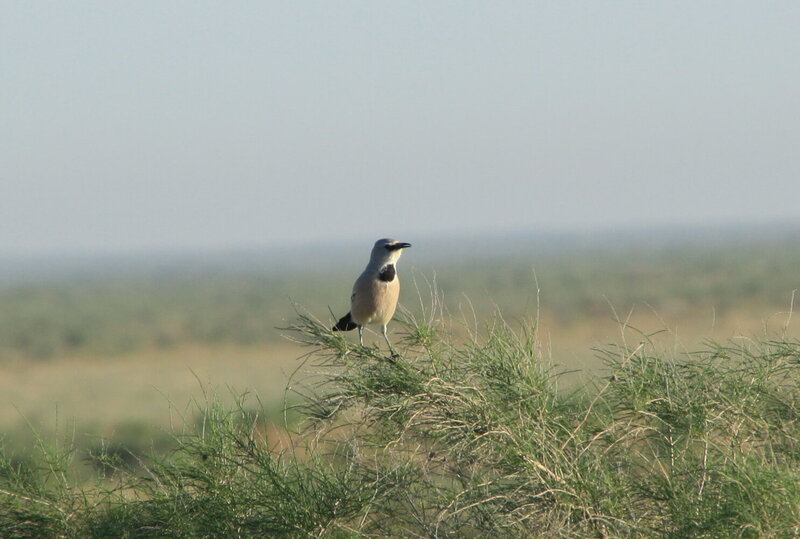 Central Asian endemic Turkestan ground-jay Photo: C. Welscher