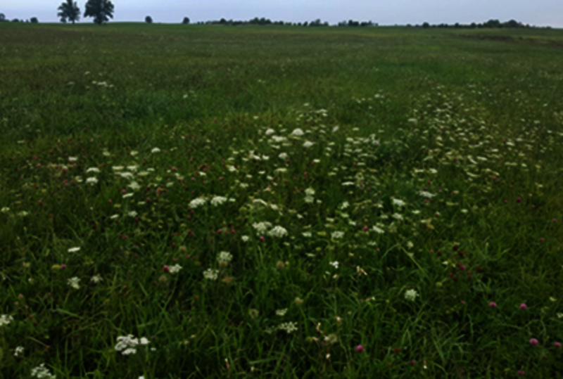 Baisogala peatland (Photo: L. Jarasius)