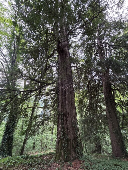 Naturschutzgebiet Batsara – Eibe (Taxus baccata). Foto: N. Malazonia / Michael Succow Stiftung