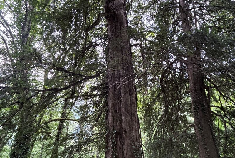 Batsara Strict Nature Reserve – Yew tree (Taxus baccata). Photo: N. Malazonia / Michael Succow Foundation
