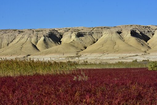 The desert ecosystems of the cold winter deserts of Turan are unique. (c) M. Gritsina