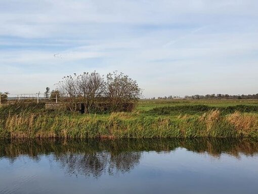 An Maßnahmenfläche angrenzende Fläche nördlich des Landgrabens. ©Tobias Dahms/LGMV