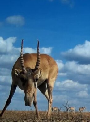 Saiga-Antilope in der „Kamerafalle" (c) Saiga News