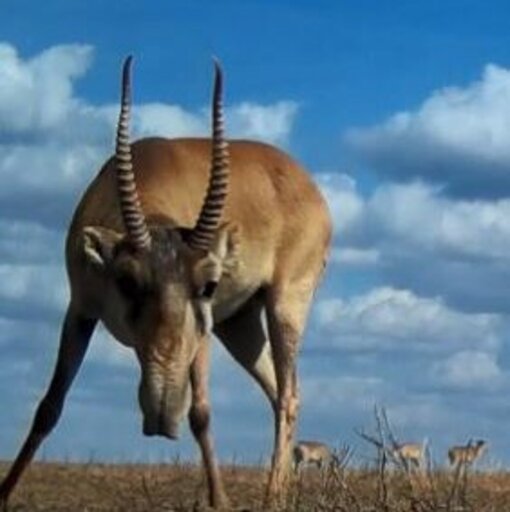 Saiga-Antilope in der „Kamerafalle" (c) Saiga News