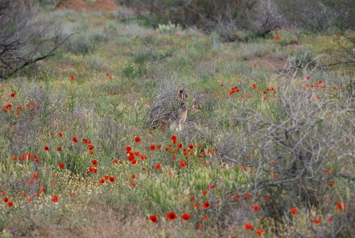 Im Frühling verwandelt sich die Wüste komplett. In diesem Farbenrausch scheint der Tolai-Hase den Fotografen zu ignorieren. Ort: Usbekistan / Foto: Valentin Soldatov