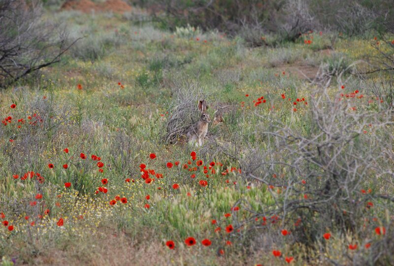 Im Frühling verwandelt sich die Wüste komplett. In diesem Farbenrausch scheint der Tolai-Hase (Lepus tolai) den Fotografen zu ignorieren. Foto: V. Soldatov