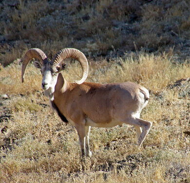 Ein Urial im kasachischen Teil des Ustjurt-Plateaus © Mark Pestov