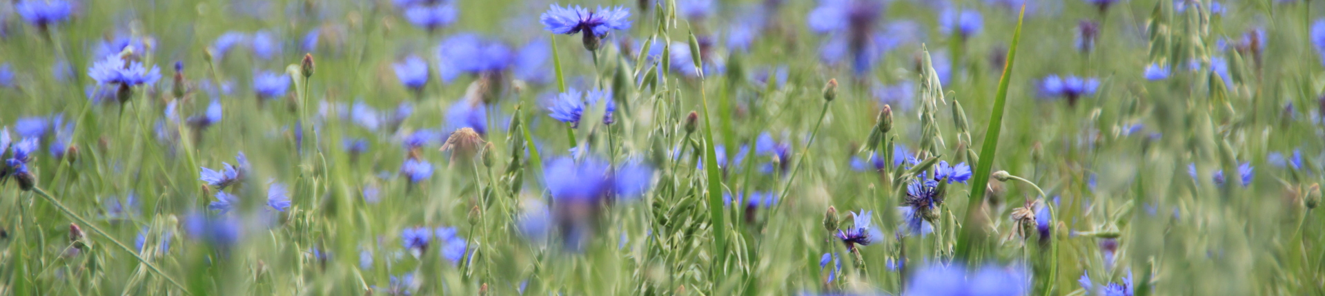 Sommerliches Feld mit Kornblumen (Photo: Fanny Mundt)