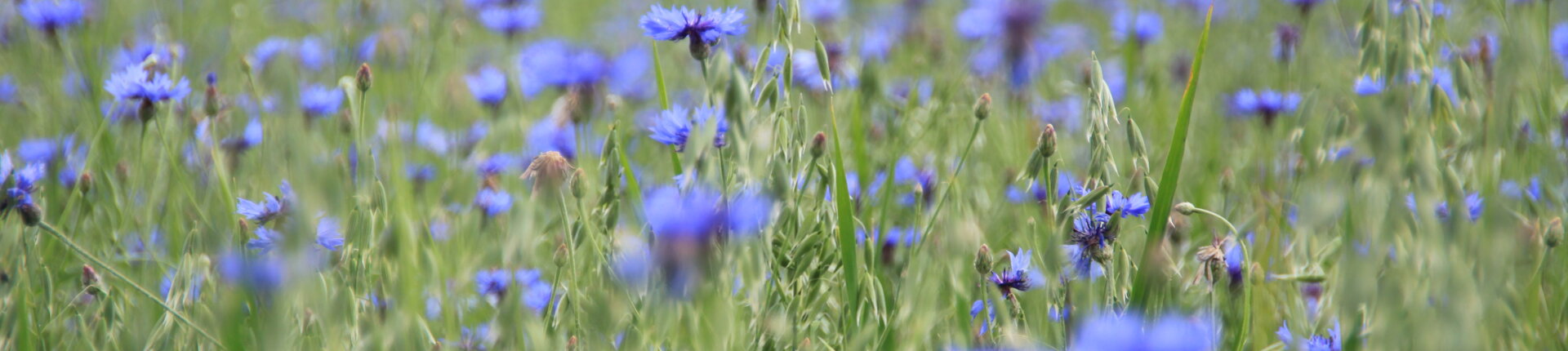 Foto eines sommerlichen Feldes mit Kornblumen