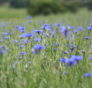 Kornblumen am Binsenberg