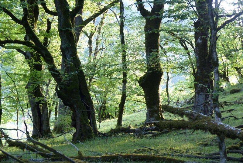 Mixed forest with deadwood (Photo by H. D. Knapp) Mixed forest with deadwood (Photo by H. D. Knapp)