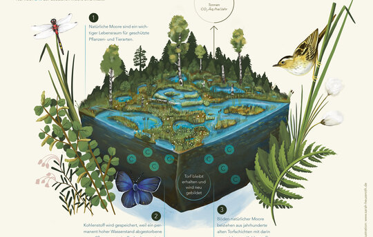 Peatland illustration by Sarah Heuzeroth