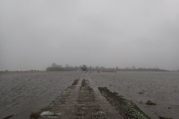 Hochwasser Insel Koos (c) Johanna Weisgerber