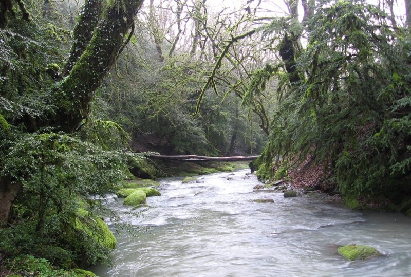 Hirkan National Park, Buxus trees along the river bank (Photo by Hajiaga Sapharov)