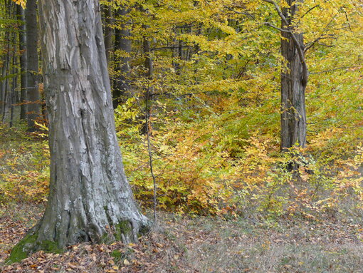 positive Waldverjüngung am Beispiel der Goor Foto: D. Schacht/ Michael Succow Stiftung