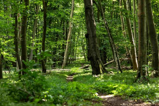 Kohlenstoffbindung, Verbesserung des Wasserhaushaltes sowie Integration, Lenkung und Umweltbildung von Besuchenden in Wäldern bilden den Fokus der Kooperation für den Schutz der Wälder. © F. Melzer