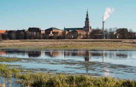 Wiesen bei Greifswald (Foto: S. Busse)