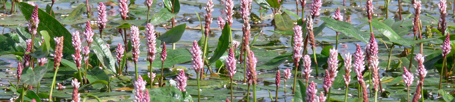 Wasser-Knöterich in einem See