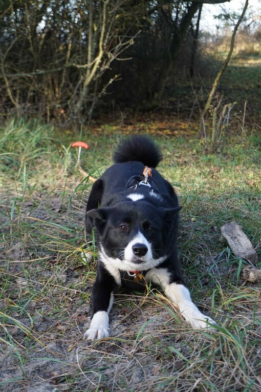 Hunde-Bonus: Unsere tierische Kollegin überwachte den Abbau und brachte Abwechslung.