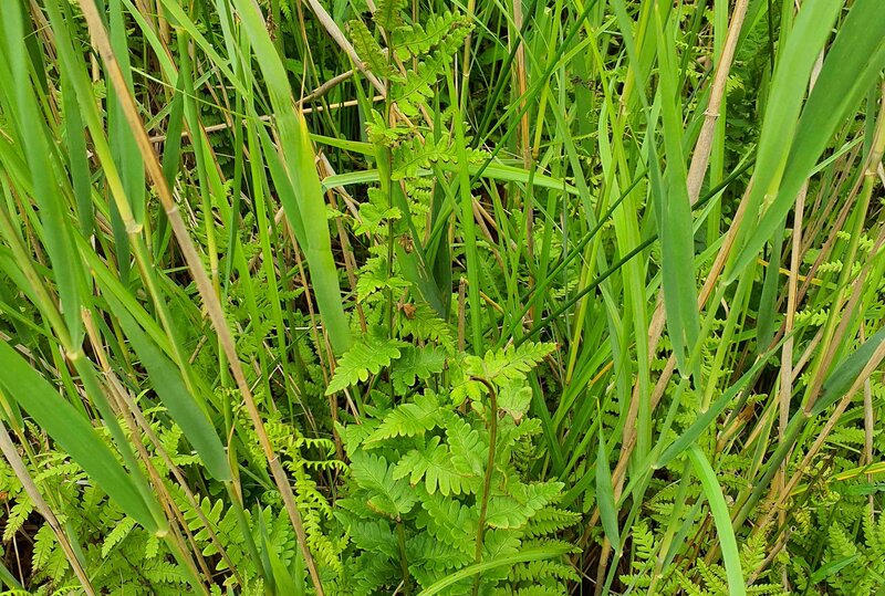 Kammfarn (Dryopteris cristata). Foto: C. Barnick / Michael Succow Stiftung