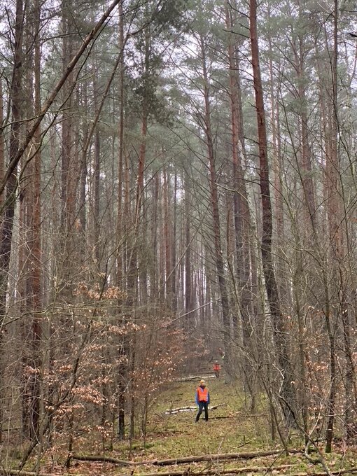 Mit Umsicht und klaren Absprachen unterstützen sie den Ablauf der Drückjagd. Hier stehen die Treiber*innen gut sichtbar in Reihe und warten auf das Signal zum Weitergehen.