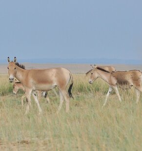 Asiatische Wildesel in der Wüste Gobi Foto: P. Kaczensky