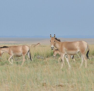 Gobi Foto: Dr. Petra Kacenzsky