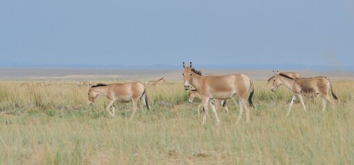 Gobi Photo: Dr. Petra Kacenzsky