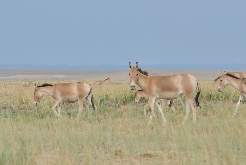 Gobi Foto: Dr. Petra Kacenzsky Gobi Foto: Dr. Petra Kacenzsky