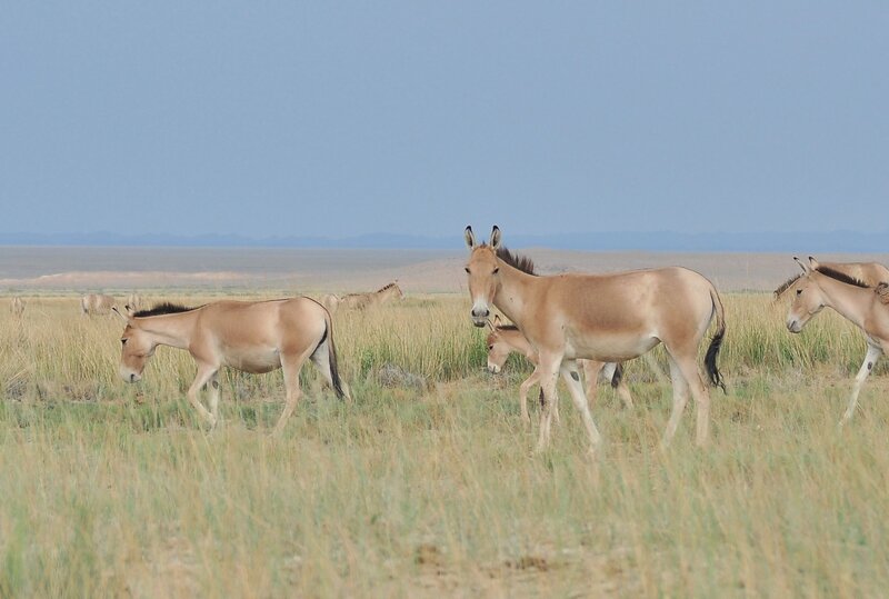 Gobi Foto: Dr. Petra Kacenzsky