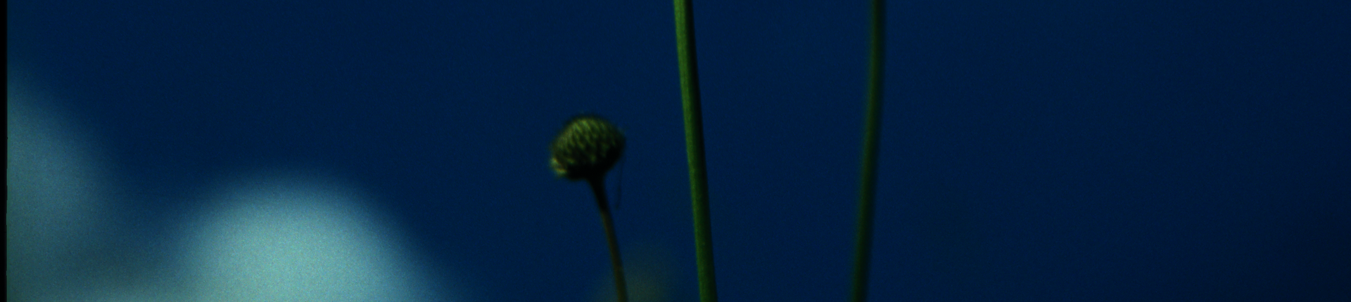 Weißes Waldvöglein (Cephalant) vor blauem Himmel