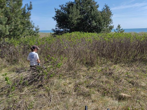 Deswegen sind wir mit Astscheren und Sägen der invasiven Vegetation auf der Graudüne an der Südspitze des Palmer Ortes zu Leibe gerückt. Foto. D. Schacht / Michael Succow Stiftung