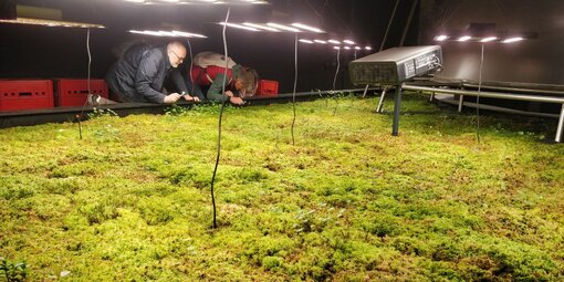 Torfmoos-Installation im Chilenischen Pavillon der Biennale (Foto: S. Abel)