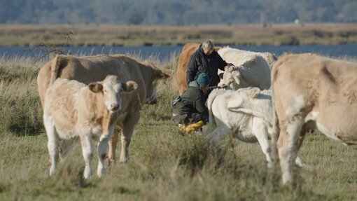 Uckermärker Rinder auf den Karrendorfer Wiesen Foto: Max Sänger